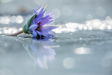 Water lily flower in Kruger National park, South Africa - obrazy, fototapety, plakaty