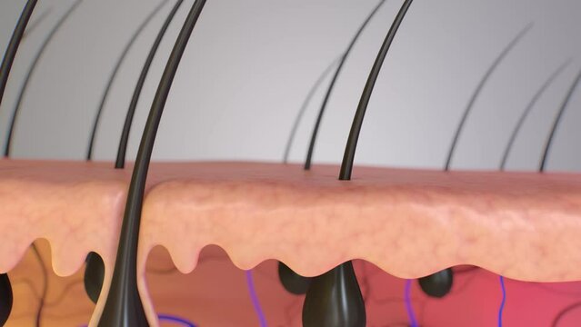 3d render illustration of hair follicles, showing medical effect of Shampoo with Trichology Growth