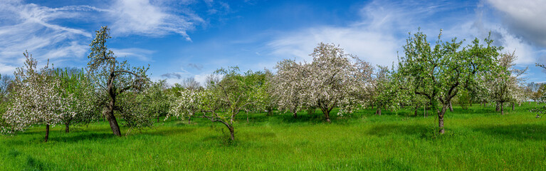 Panoramaansicht einer blühenden Apfelbaumplantage oder Streuobstwiese im Frühling bei...