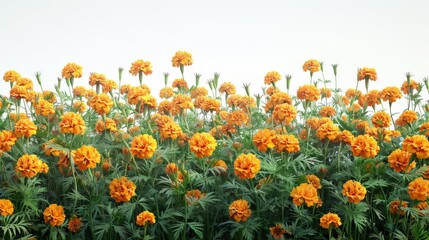 A field of orange flowers with green stems - obrazy, fototapety, plakaty