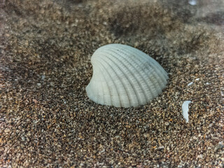 White seashell in the sand. Shell on the beach macro in Kendal Regency, Indonesia.
