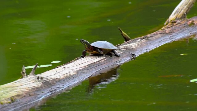 A lone painted turtle sits in the sun on this log at Lily Lake in Windsor in Upstate NY.   A Beautiful calm day on the lake in late June.  Peaceful just watching the lilies sway in the breeze.