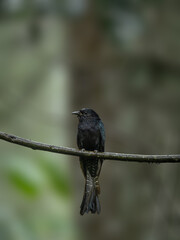 bogor - halimun salak mountain, 7 march, 2024; Square-tailed drongo-cuckoo on a tree branch enjoying the rain