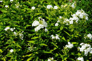 Summer bright flowers on a green background. 