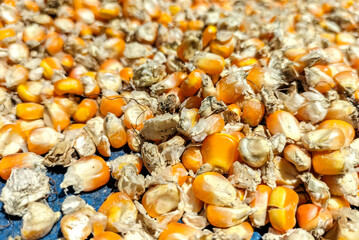 View of corn collected from the farm after the harvest. Corn drying in the yard. Indonesia.

