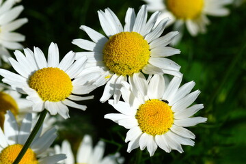 Summer bright flowers on a green background. 