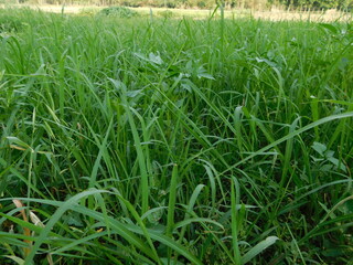 Meadow covered with spear grass in spring