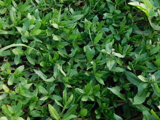 Obraz premium Frogfruit (Phyla nodiflora) Aka Turkey tangle fogfruit, Capeweed, Matchhead, Creeping Charlie and Carpetweed larval host for the White peacock, Phaon crescent, and common buckeye butterflies