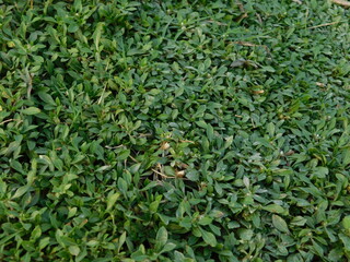 Frogfruit (Phyla nodiflora) Aka Turkey tangle fogfruit, Capeweed, Matchhead, Creeping Charlie and...