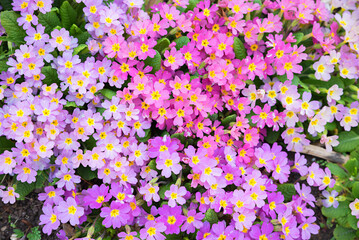 flower carpet with pink blooming primulas, top view - 790110239