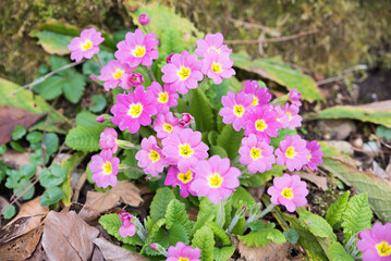 group of pink primula blossoms at forest ground - 790110257
