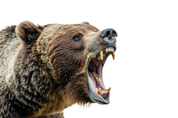 Roaring Brown Bear Isolated on White Background