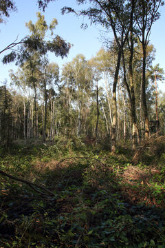 vegetation im venner moor