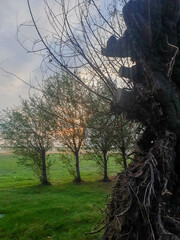 Işıklı tree in the park at sunset. Nature background.