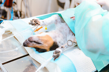 The dog is undergoing surgery on the operating table in the veterinary hospital operating room,...