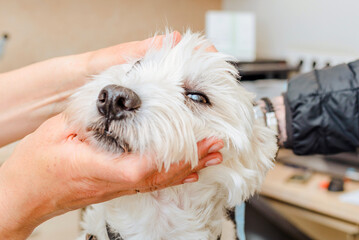 A professional veterinarian examines eyes of a young white Cairn Terrier dog in her veterinary clinic.