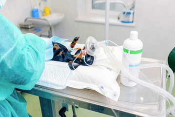 Miniature German dachshund dog breed lying anaesthetised on the operating table. A female vet...
