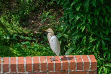 KL Bird Park, Kuala Lumpur, Malaysia - March 4th 2018: A Cattle Egret standing on a wall.