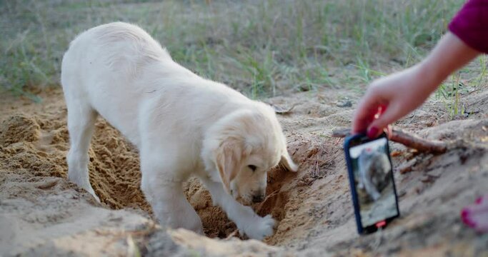 The owner takes a photo of a puppy digging a hole in the sand. Fun time with your pet
