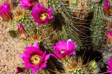 Flowering Hedge Hog cactus - 790117215