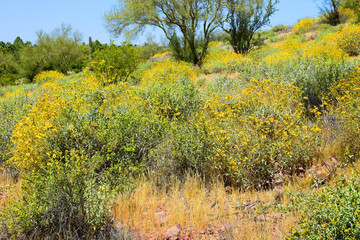 Central Sonora Desert Arizona Wildflowers, Brittlebush and Texas Bluebonnets