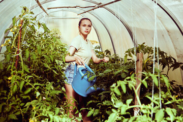 Hotbed with tomatoes seedling, young caucasian woman watering vegetation from garden watering can.