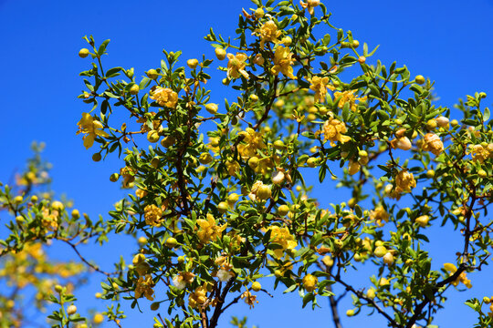 Creosote Bush Sonora Desert Arizona