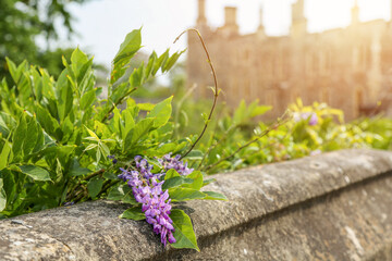 Wisteria bushes in full bloom, their flowers set against the backdrop of the medieval Windsor...
