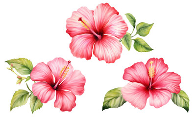 Hibiscus set, isolated white background, watercolor illustration, Red flower