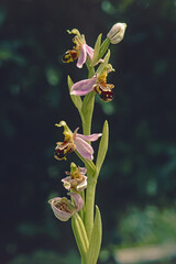 bee orchid plant in blooming, Ophrys apifera; Orchidaceae
