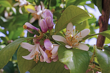 lemon plant in full bloom, detail of flowers and buds
