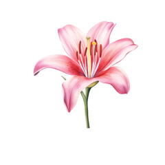 Watercolor flower, hand drawn illustration of lilies, bright floral elements isolated on white background.