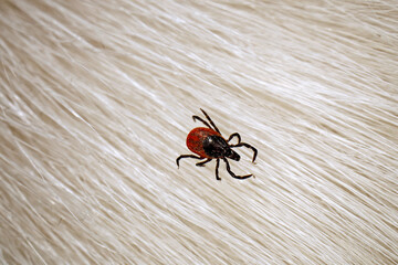 A deer tick on the hair of a white dog, close-up of a parasite in a dog's fur, top view