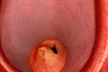 Closeup inside a pitcher of a Nepenthes pitcher plant, fly in the trap of a Canivourius plant, top...