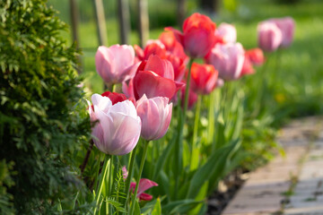 Pink and red tulips in the garden, growing along the sidewalk.