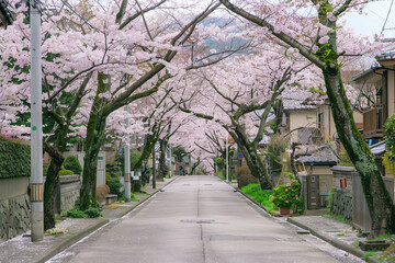 Fototapeta premium Sidewalk in Japan with sakura trees
