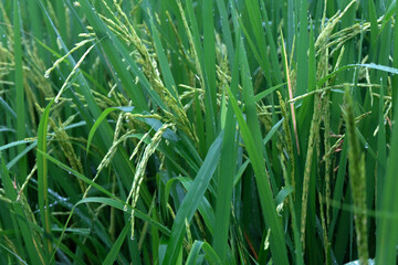 Fototapeta premium close up of paddy rice