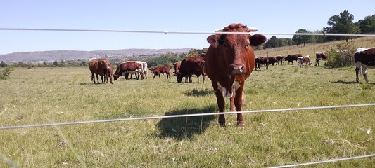 Closeup front view photograph of a brown Cow looking through an electric fence, with a herd of cows in the background grazing under a blue sky