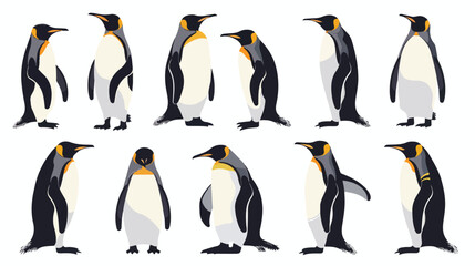 Emperor penguins Antarctic birds characters. South po