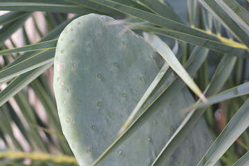 Turkey date palm and cactus opuntia