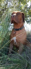 A closeup photograph of a large Brown Ridgeback dog sitting upright in the shade under a tree in long grasses, looking straight ahead