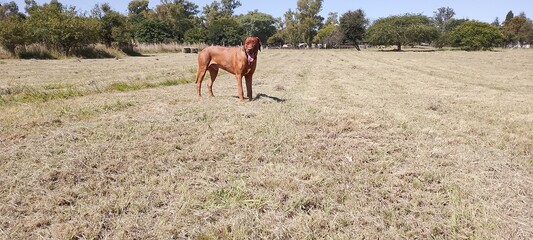 A photograph of a large Brown Ridgeback dog standing in a freshly cut hay field under a blue sky on a sunny day