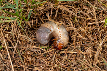 White lawn grub in brown, dead grass. Lawncare, insect and pest control concept.