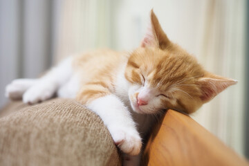 Sleeping kitten 3 months old, animals cats,