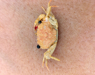 Small crabs on woman's hand background. Selective focus.
