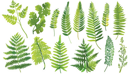 Fern realistic collection. Hand drawn sprouts frond l - obrazy, fototapety, plakaty