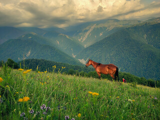 Horse grazing in the Zagatala Ganslar plateau, surrounded by nature.