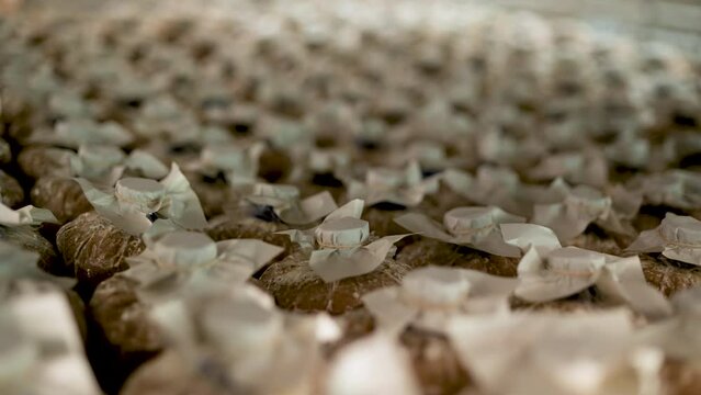 Mushroom culture cubes for mushroom factories.