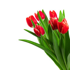 bouquet of red tulips with green leaves, isolated on a white background