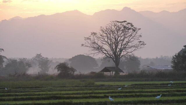 Northern Thailand Countryside: Serene Natural Atmosphere with Fields and Mountains
